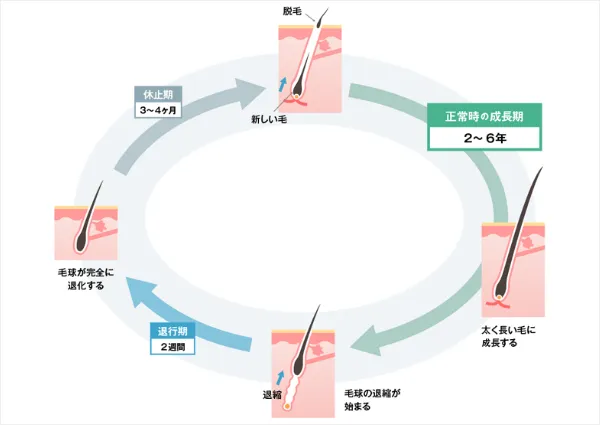 正常な毛のサイクル