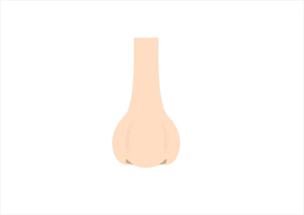 団子鼻を小さくする鼻尖修正