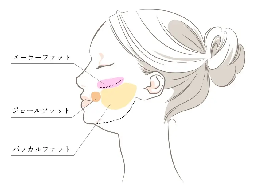 顔の脂肪の種類