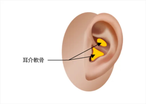 耳介軟骨